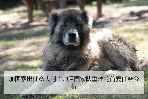 加图索出任意大利主帅后国家队重建的首要任务分析